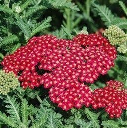 1 x ACHILLEA millefolium Desert Eve Red - 9cm Pot