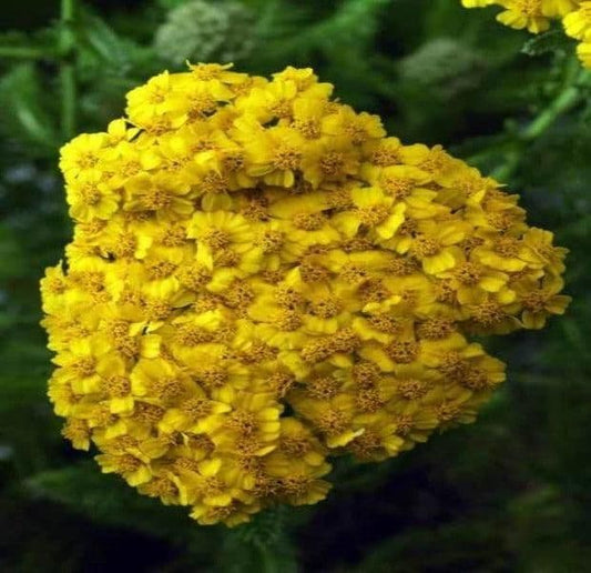 1 x Achillea Millefolium Desert Eve Yellow - 9cm Pot