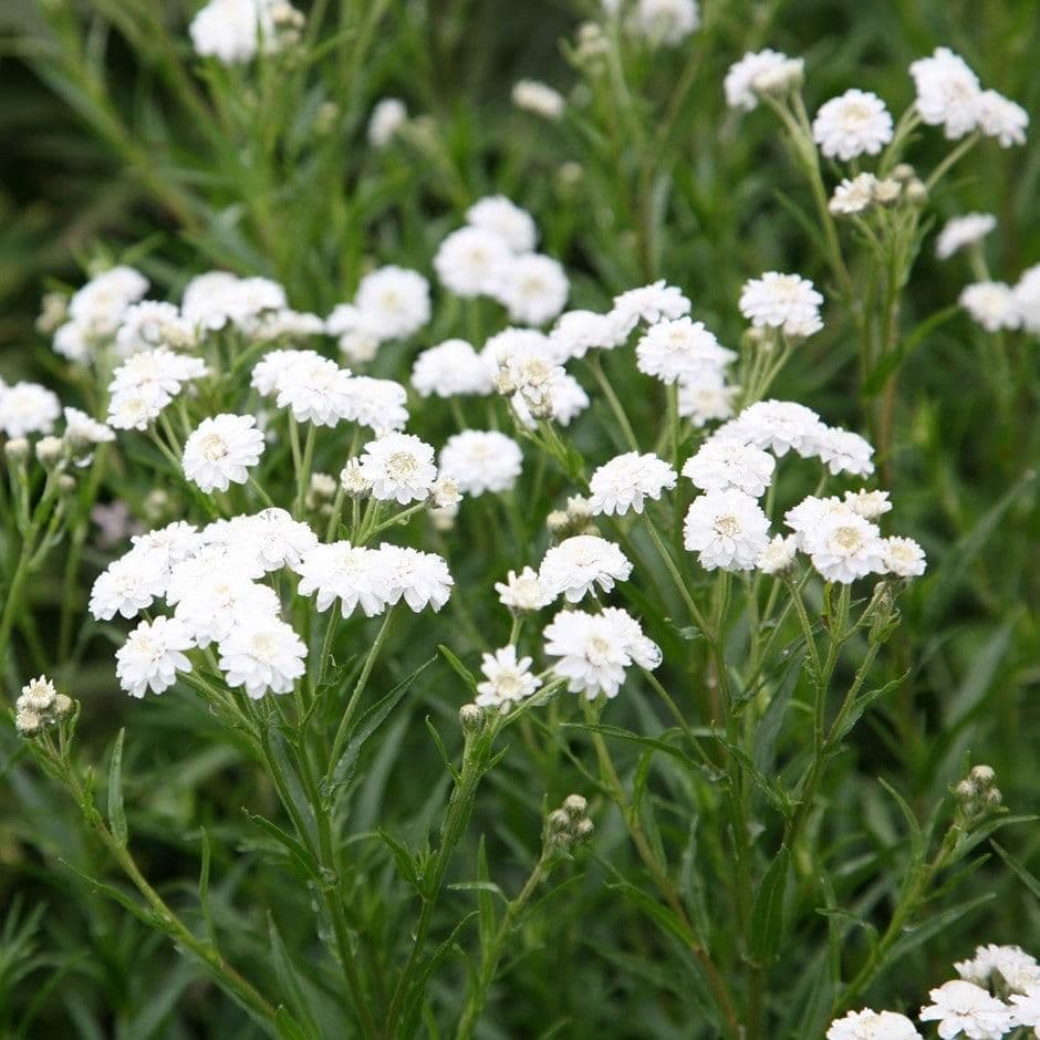 1 x Achillea Ptarmica The Pearl - 9cm Pot
