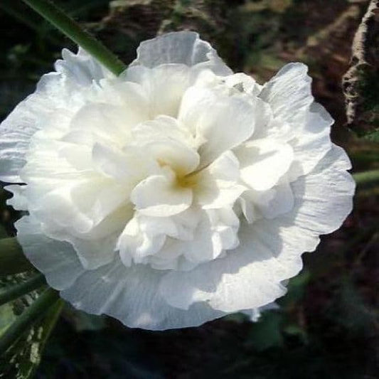 1 x Alcea Rosea Plena Chater's White - 9cm Pot