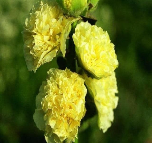 1 x Alcea Rosea Plena Chaters Yellow - 2L Pot