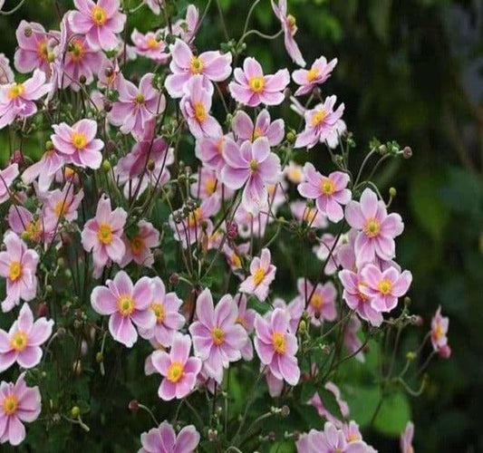 1 x Anemone Hupehensis Rose Shades - 9cm Pot