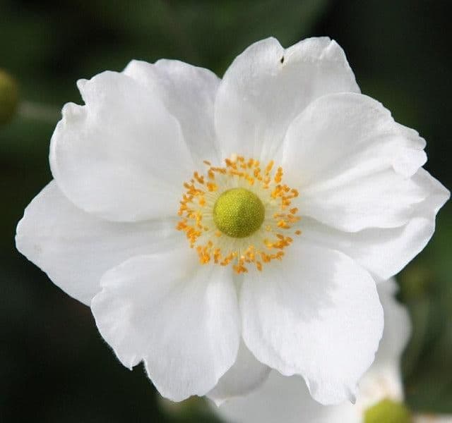 1 x ANEMONE x hybrida Honorine Jobert - 9cm Pot