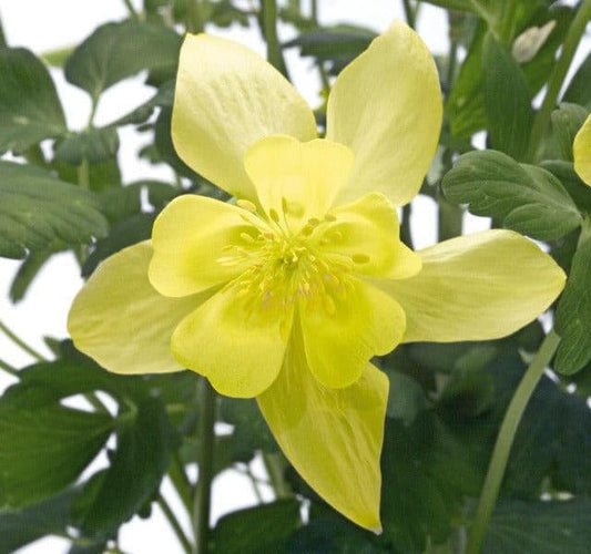 1 x Aquilegia Caerulea Spring Magic Yellow - 9cm Pot