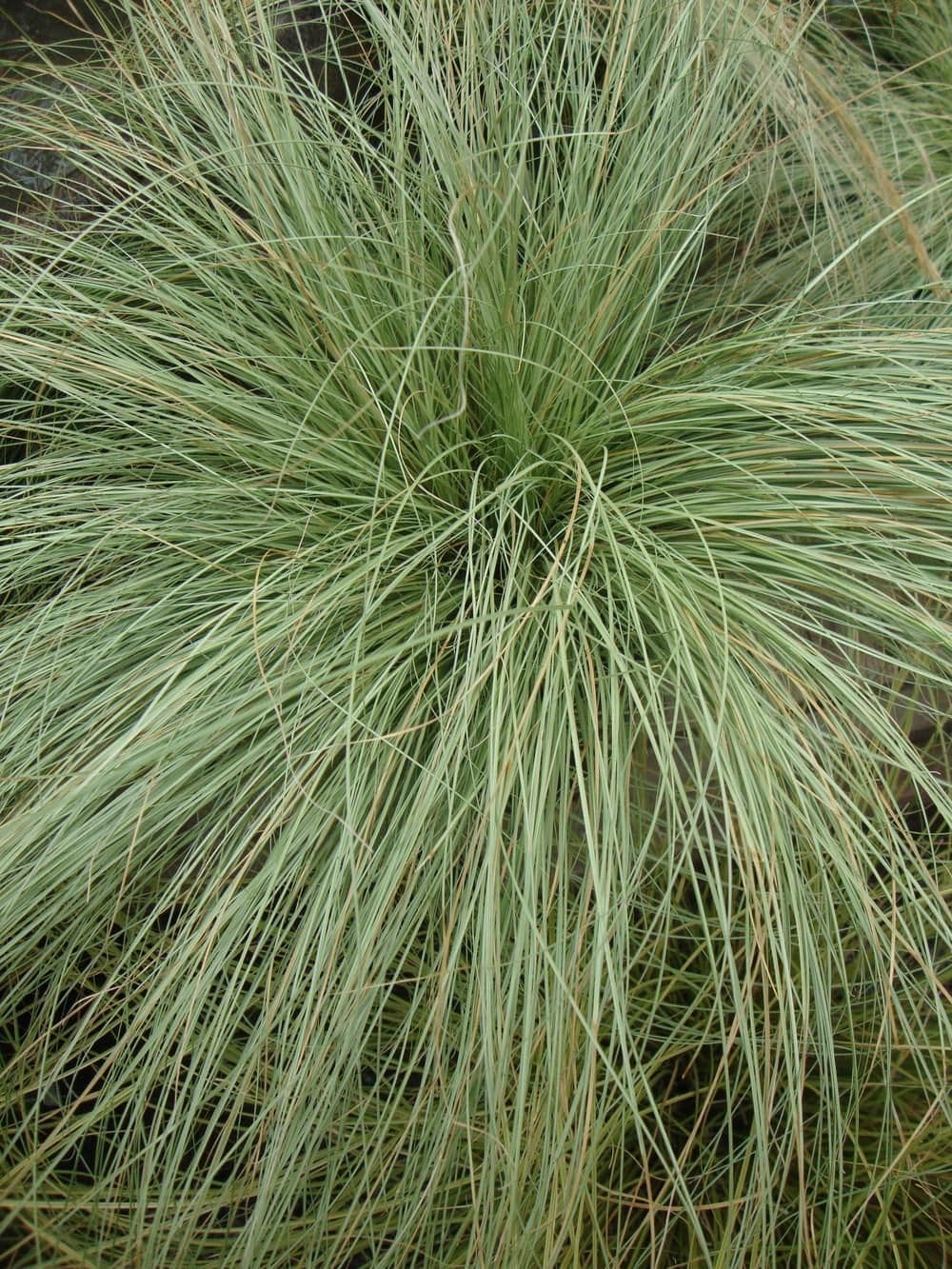 1 x CAREX albula Amazon Mist - 9cm Pot