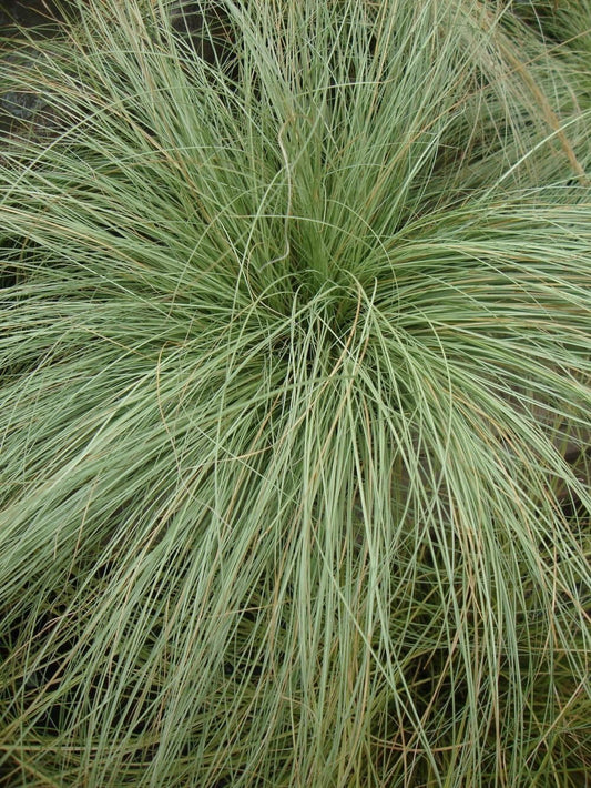 1 x CAREX albula Amazon Mist - 9cm Pot