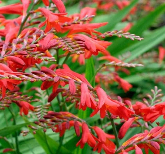 1 x Crocosmia 'Emberglow' - 9cm Pot