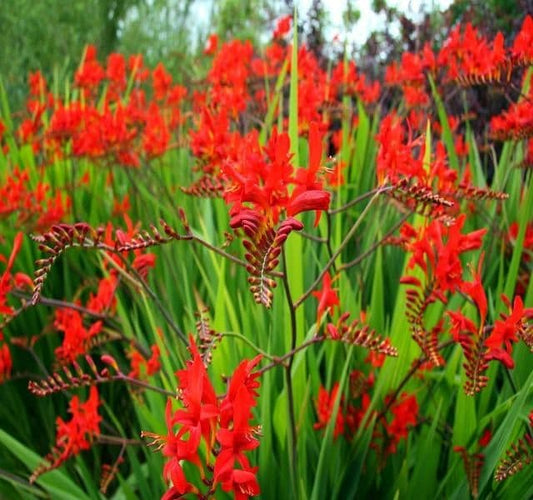1 x Crocosmia Lucifer - 9cm Pot
