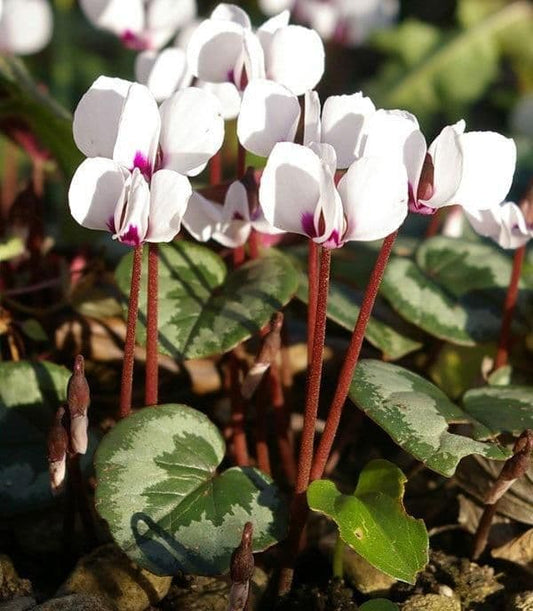 1 x CYCLAMEN coum x White - 9cm Pot