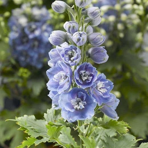 1 x Delphinium Delphina Light Blue White Bee - 9cm Pot