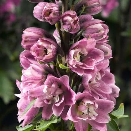 1 x DELPHINIUM Delphina Pink White Bee - 9cm Pot