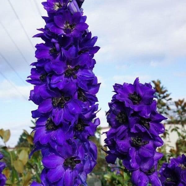 1 x DELPHINIUM Excalibur Dark Blue with Black Bee - 9cm Pot