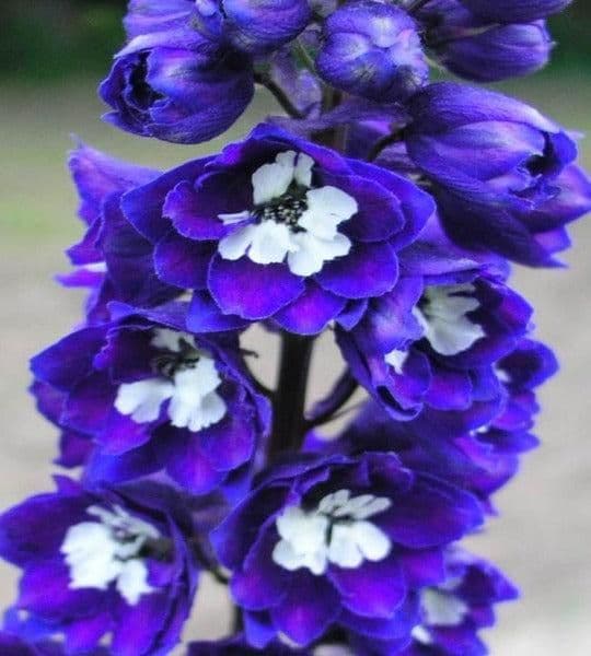 1 x Delphinium Magic Fountain Dark Blue White Bee - 9cm Pot