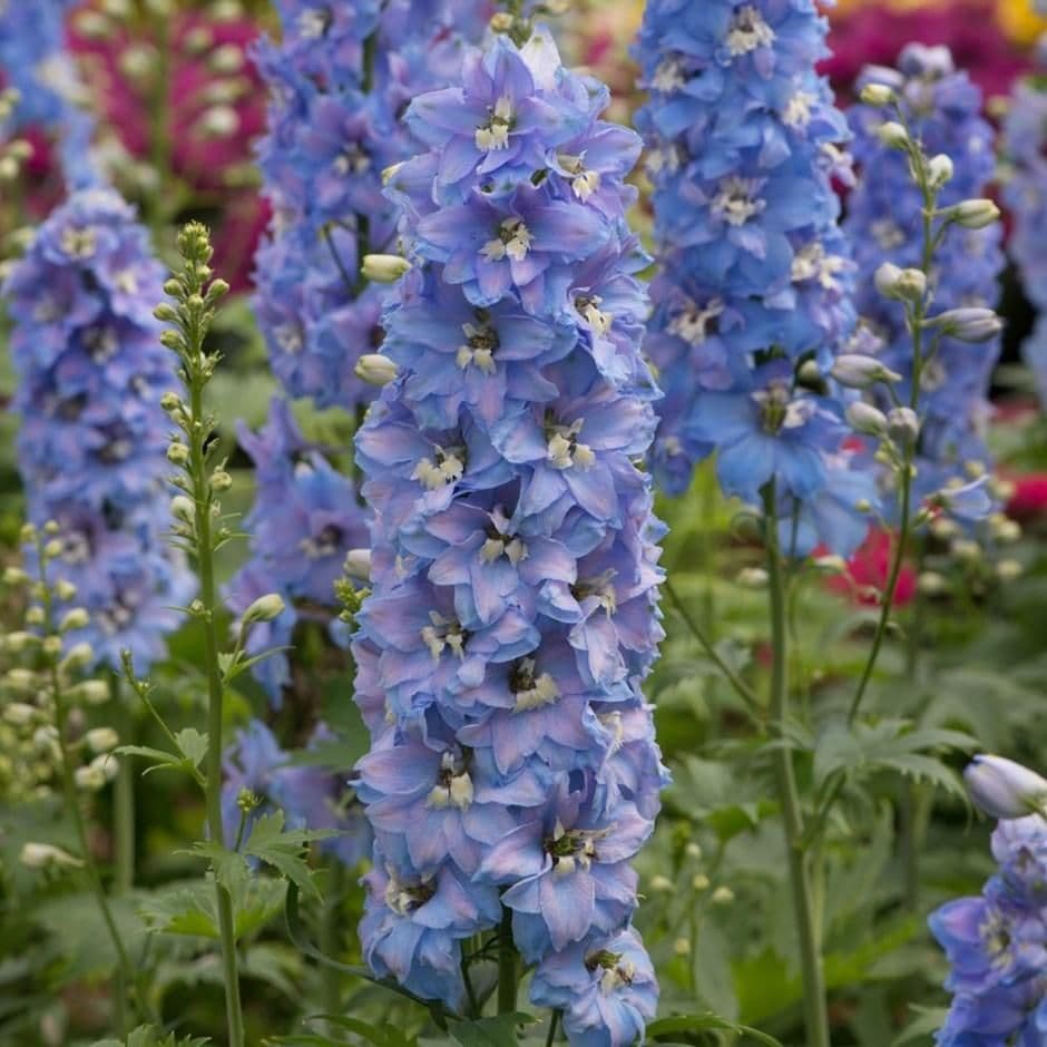 1 x DELPHINIUM Magic Fountain Sky Blue - 9cm Pot