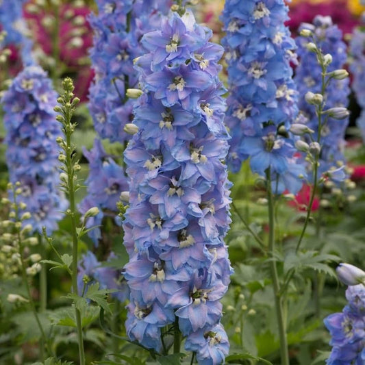 1 x DELPHINIUM Magic Fountain Sky Blue - 9cm Pot