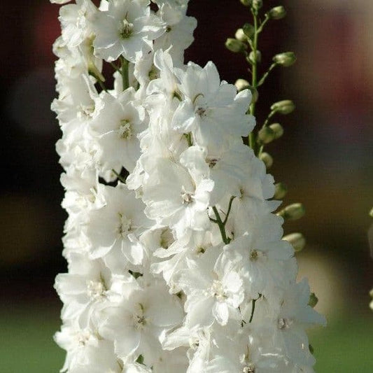 1 x DELPHINIUM Magic Fountain White - 9cm Pot