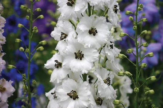 1 x Delphinium Magic Fountain White Dark Bee - 9cm pot