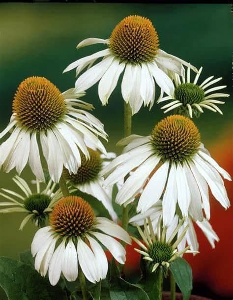 1 x Echinacea purpurea Alba - 9cm pot