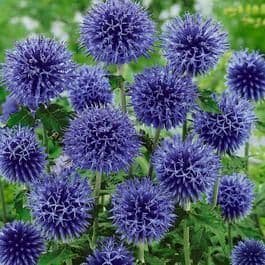 1 x Echinops Bannaticus Blue Globe - 9cm Pot