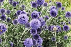 1 x Echinops Ritro - 9cm Pot