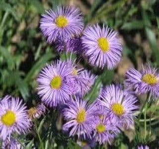 1 x Erigeron Azure Beauty - 9cm Pot