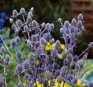 1 x ERYNGIUM planum - 9cm Pot