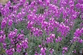 1 x Erysimum Bowles Mauve - 9cm Pot