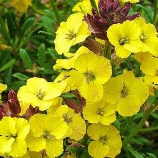1 x Erysimum hybridum Canaries Yellow - 9cm Pot