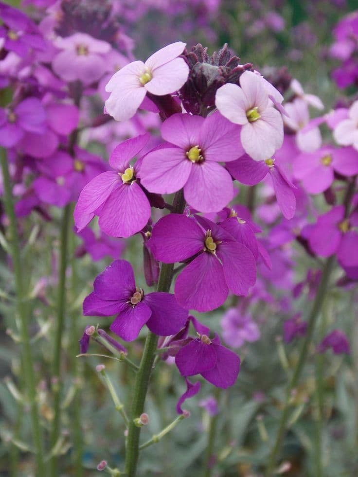 1 x Erysimum linifolium Erysistible Magenta- 9cm pot