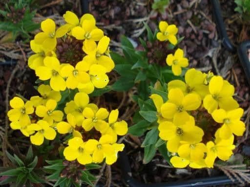 1 x ERYSIMUM suffruticosum Goldstaub - 9CM POT