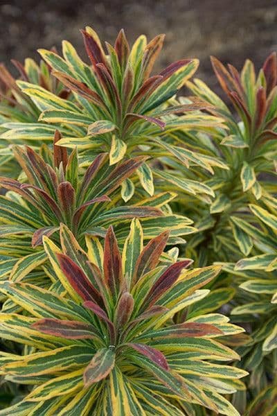 1 x EUPHORBIA x martinii Ascot Rainbow  (PBR) - 9cm Pot
