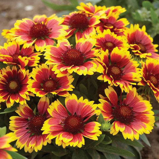 1 x GAILLARDIA Arizona Sun - 9cm Pot