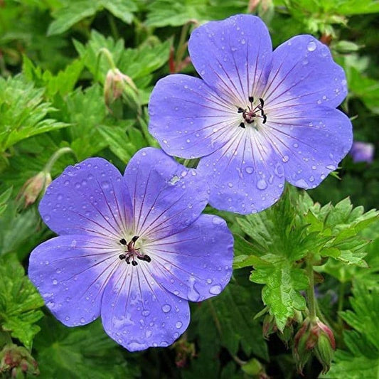 1 x GERANIUM himalayense Baby Blue - 2L Pot