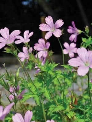 1 x Geranium x oxonianum Rose Clair - 9cm pot