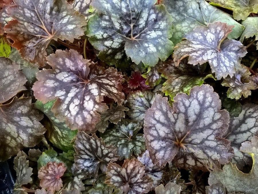1 x HEUCHERA americana Marvellous Marble - 9cm Pot
