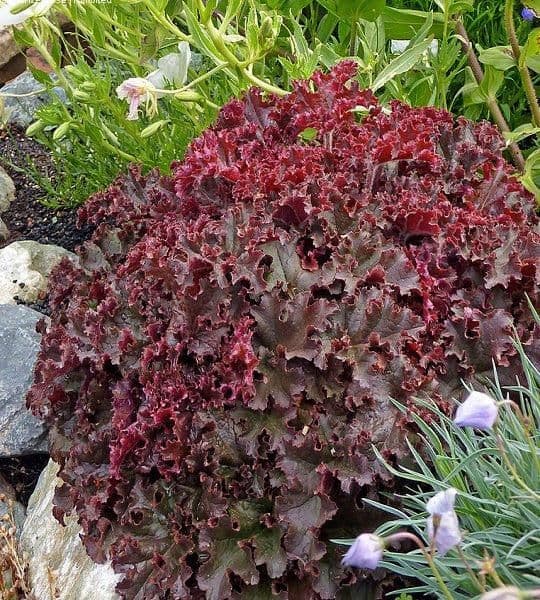 1 x HEUCHERA Melting Fire - 9cm Pot