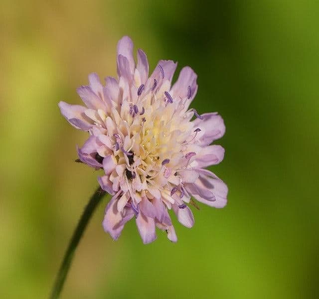 1 x Knautia Macedonica Melton Pastels - 9cm Pot
