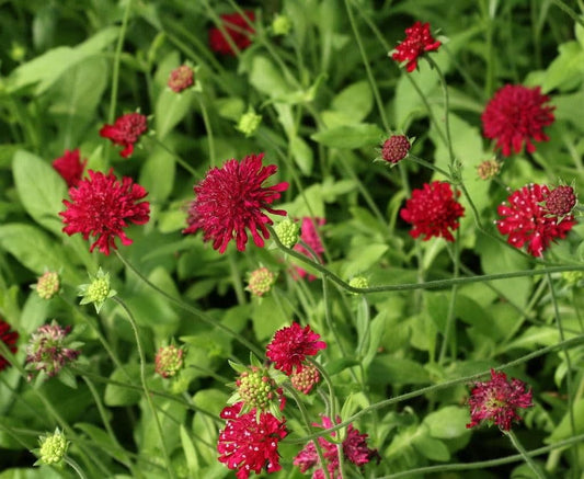 1 x Knautia Macedonica Red Knight - 9cm Pot