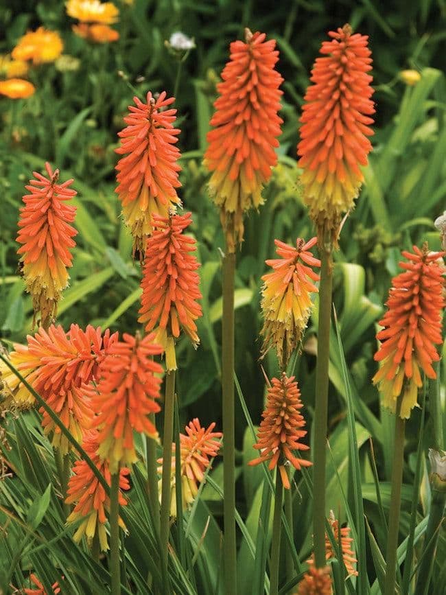 1 x Kniphofia Uvaria Flamenco - 9cm Pot