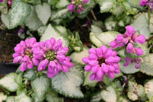 1 x Lamium maculatum Red Nancy - 9cm pot