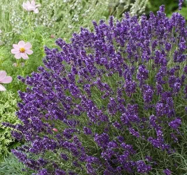 1 x Lavandula Angustifolia Aromatico Blue - 9cm Pot