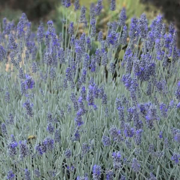 1 x Lavandula angustifolia Silver Mist - 9cm Pot