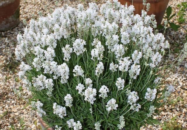 1 x LAVANDULA angustifolia White Scent - 9cm Pot