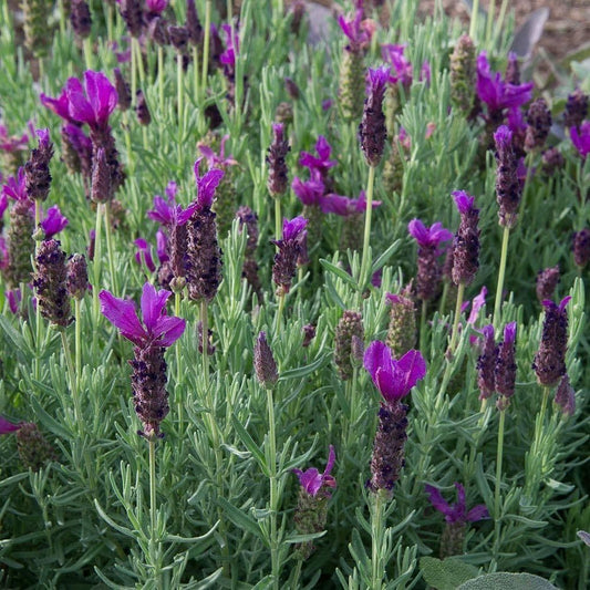1 x LAVANDULA stoechas Javelin Deep Purple - 9cm Pot