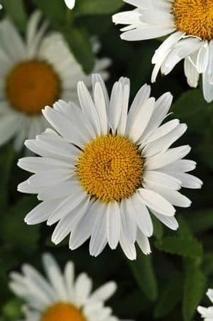 1 x Leucanthemum 'Lacrosse White' - 9cm pot