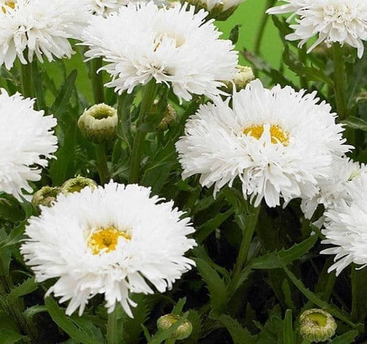 1 x Leucanthemum Maximum Ooh La LaSpider - 9cm Pot