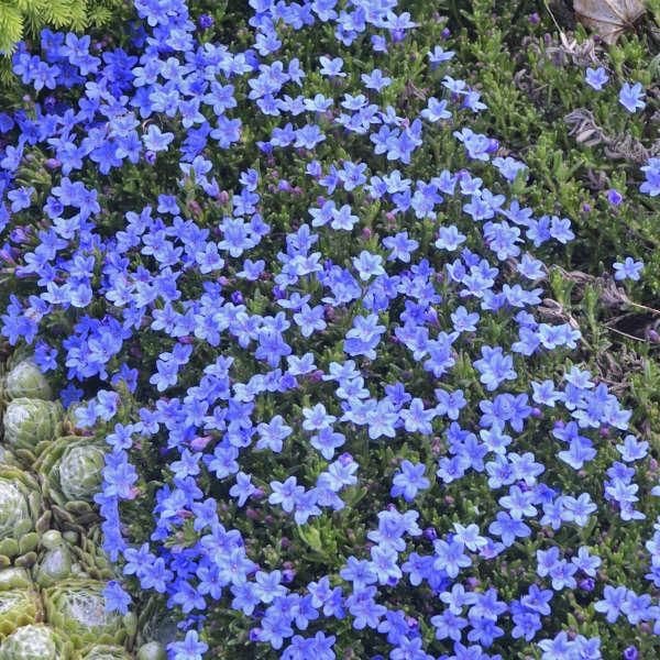 1 x LITHODORA diffusa Grace Ward - 9cm Pot