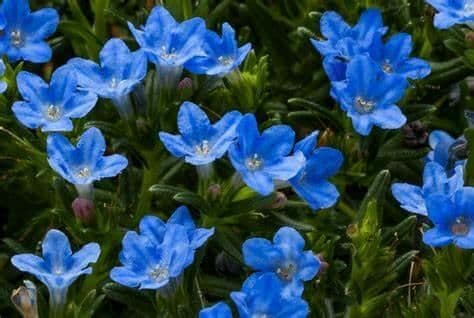 1 x Lithodora diffusa Tidepool Sky Blue - 9cm pot