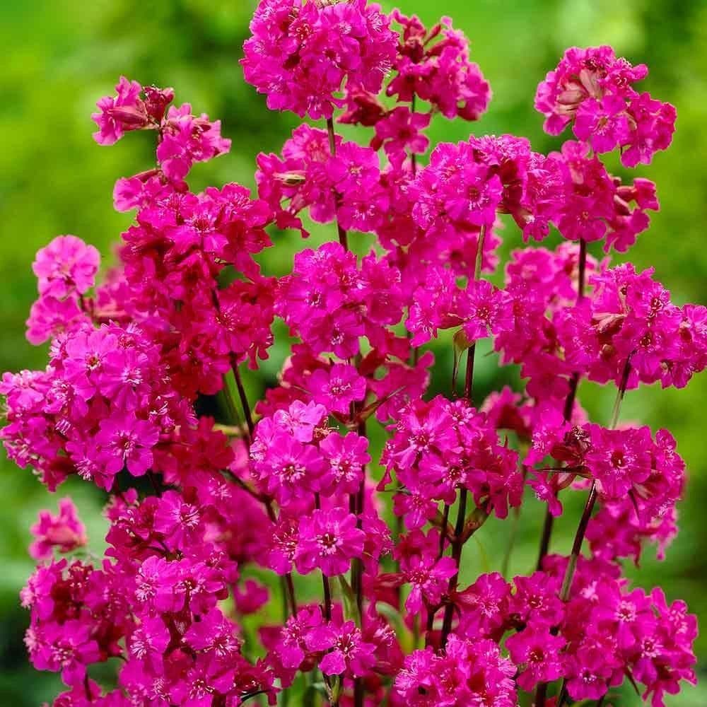 1 x Lychnis Viscaria Splendens - 9cm Pot