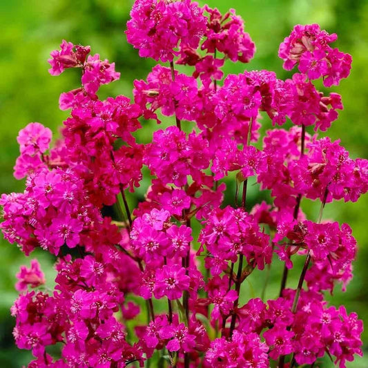 1 x Lychnis Viscaria Splendens - 9cm Pot